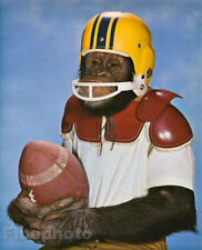 1950s Vintage MONKEY HUMOR Chimpanzee Football Sports Athlete Photo Art 12x16 picture