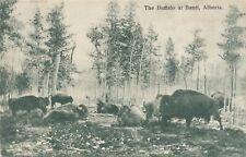 BANFF AB - The Buffalo At Banff - 1906 picture