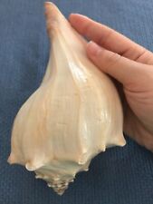 Large Atlantic Whelk Seashell Polished Conch Shell Rare Real Beach Deco 7-8