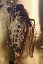 Great STONEFLY Plecoptera Fossil Genuine BALTIC AMBER 3.1 + HQ Pic 210422 picture
