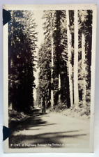 RPPC A Highway Through the Timber of Washington WA Vintage Real Photo Postcard picture