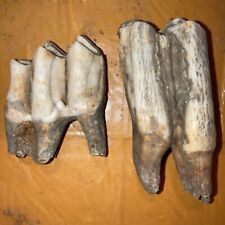 2 FOSSIL GIANT STEPPE BISON PRISCUS ICE AGE TEETH PLEISTOCENE ERA OMSK SIBERIA g picture