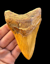 Rare Moroccan Megalodon Shark Tooth - Authentic Fossil from Dakhla, Morocco picture
