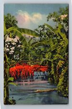 FL-Florida, Tropical Florida, Alligators in Swamp, Antique Vintage Postcard picture