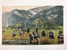 vintage 1910 gathering poppies in wintertime california’s state flower postcard picture
