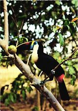 A Beautiful Toucan Yellow-throated Toucan Ramphastos Ambiguus Venezuela Postcard picture