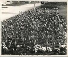 1969 Press Photo Tulips at City Hall - noc96153 picture