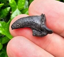 Rare Dire Wolf Fossil Claw Florida Carnivore Not Jaguar Ice Age  picture