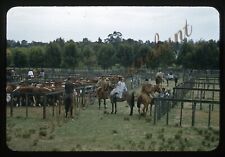 Argentina Horses Cattle Men 35mm Slide 1950s Red Border Kodachrome picture