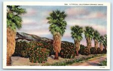 Postcard A Typical California Orange Grove linen G120 picture