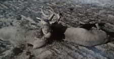 1950s 2 White Tail Bucks After 3 Day Fight Farragut Idaho Hunting RPPC picture