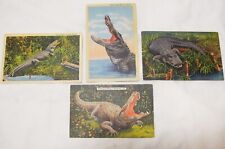 Four Vintage Florida Linen Postcards Alligator unposted picture