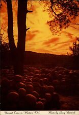 Pumpkins harvest time Western North Carolina sunset ~ postcard sku367 picture