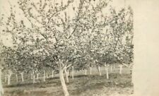 Farm Agriculture Fruit Orchard in Bloom c-1910 Postcard RPPC 22-6256 picture