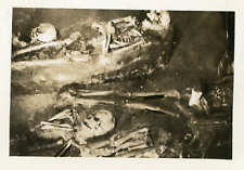 Human Skeletons Saint Augustine Florida Found Photo 1930's Original Vintage picture