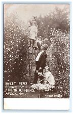 Sweet Peas Grown by Edgar Higgins Avoca NY Steuben Co. Postcard F4 picture