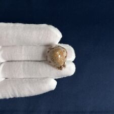 Cypraea (Naria) lamarckii f. redimita 25.1mm Thailand cowrie seashell collection picture