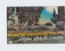 Postcard Flower Garden Schoer's Ranch Clover Valley Southeast from Wells Nevada picture