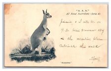 AAA All About Australia Kangaroo 1904 UDB Postcard S3 picture