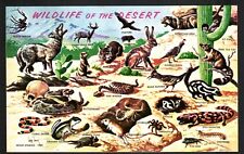 Postcard Southwestern Desert Wildlife Rattlesnake Coyote Bobcat Mountain Lion picture