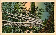 Vintage Postcard- Brich Trees UnPost 1930s picture