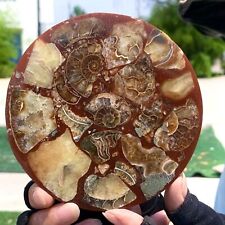130G Rare Natural Tentacle Ammonite FossilSpecimen Shell Healing Madagascar picture