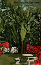 S-130 Traveler's Tree, Sunken Gardens, St. Petersburg, Florida, Postcard picture