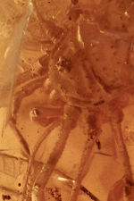 RARE Harvestmen Opilione Megabunus? & Beetle Genuine BALTIC AMBER + HQ Pi 180719 picture