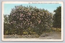 Postcard Oleander Trees And Petunia Flowers In Florida picture