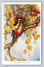 The Spotted Flycatcher, Bird, Animal, Antique, Vintage Souvenir Postcard picture