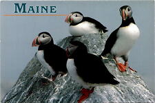 Maine, USA, landscapes, wildlife, Common Puffin, North Atlantic Postcard picture