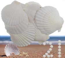 21Pcs Natural Scallop Sea ShellsOcean Beach Seashells Perfect for Home Decora... picture