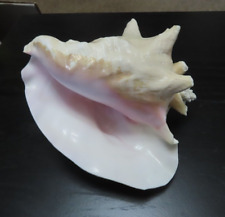 Vintage Large Conch 7” Early 1960's Lovely Color Great Shape picture