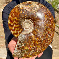 2.8LB Natural Fossil Snail Agate Fancy Cabochon Gemstones picture