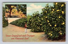 TX-Texas, Texas Grapefruit and Oranges, Antique Vintage c1940 Souvenir Postcard picture