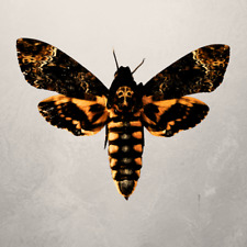2 Real Acherontia atropos Death Head Moth, A, Spread Wings H2097 picture