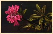 Rhododendron Ferrugineum - Alpenrose Rusty Leaved Alpine Rose Vtg Postcard 1141 picture