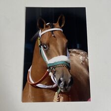 Named Appaloosa Mare JESS CUZ Horse Postcard 4x6 Champion Bronze Medallion picture