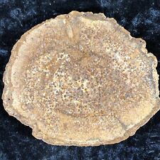 Polished Petrified Halite (Salt) Wood Pseudomorph Sweet Home, OR 5”x4.25” Fossil picture