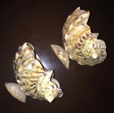 VINTAGE PAIR OF SEASHELL Table Scape Ornaments Cabana style  picture