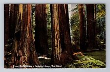 Mill Valley CA-California, Cathedral Group, Muir Woods, Antique Vintage Postcard picture
