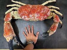 Giant Tasmanian King Crab Taxidermy, Finished Product, Cleaned & Filled picture