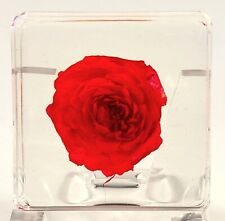 38mm Real Red Chinese Rose in Clear Resin Botany Herb Science Education Specimen picture