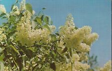 Chrome Unposted Postcard Syringa Vulgaris Primrose Yellow Lilacs Flower picture
