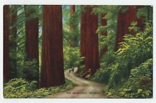 The Redwoods Oregon Woman Small Children Walking in Woods postcard A2 picture