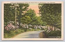 Laurel & Rhododendrons Adorn the Forest Drives of  PA Linen Postcard No 2586 picture