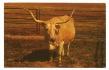Buffalo Ranch Oklahoma OK Postcard Longhorn Afton picture