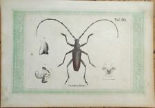 Insect Prints 1850s SET OF ELEVEN-Spider/Beetle/Moth/Caterpillar/Bee/Wasp-German picture