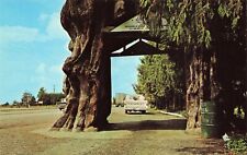 Washington Giant Cedar Tree Old Chevy Pickup Truck Vintage Postcard Unposted picture