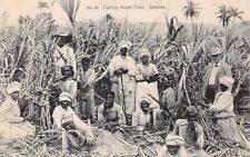Kingston Jamaica Sugar Cane Plantation Farm Adolphe Duperly Vtg Postcard A11 picture